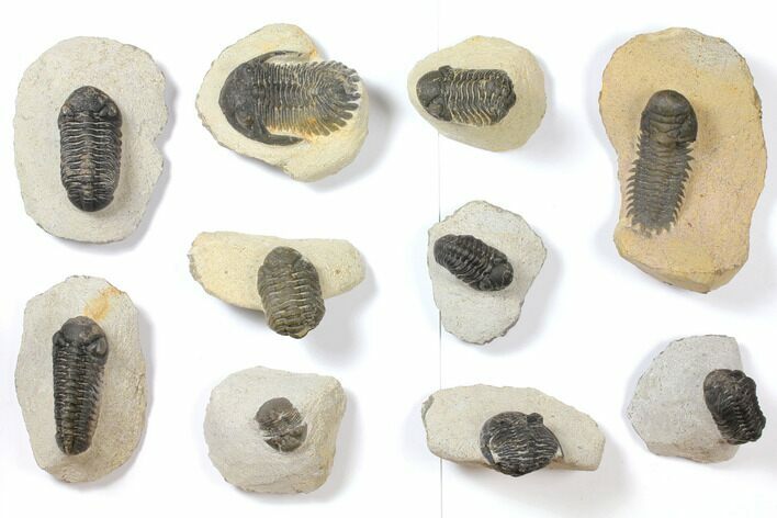 Lot: Assorted Devonian Trilobites - Pieces #119900